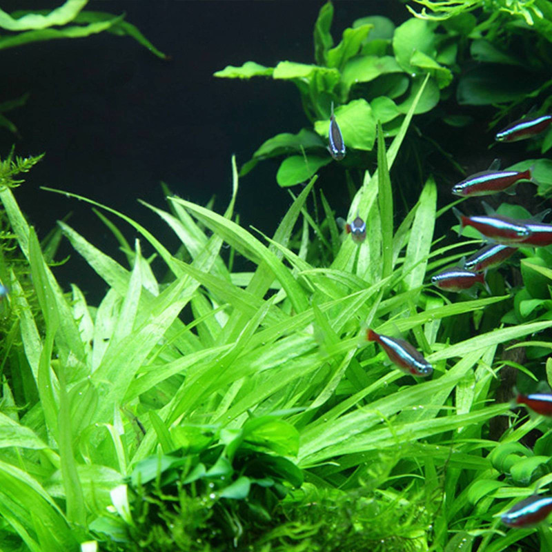 Echinodorus quadricostatus var.magdalenensis