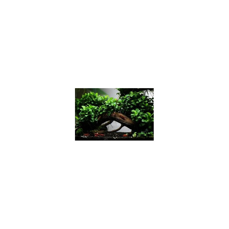 Anubias nana Bonsai Anubias nana Bonsai