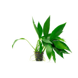 Anubias Congensis Anubias Congensis