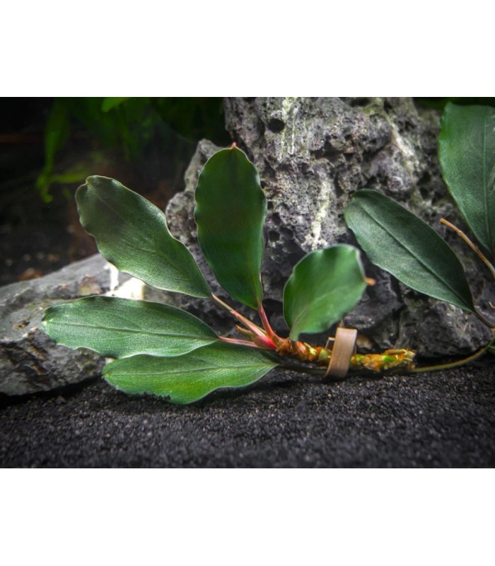 Bucephalandra sp. Theia Green