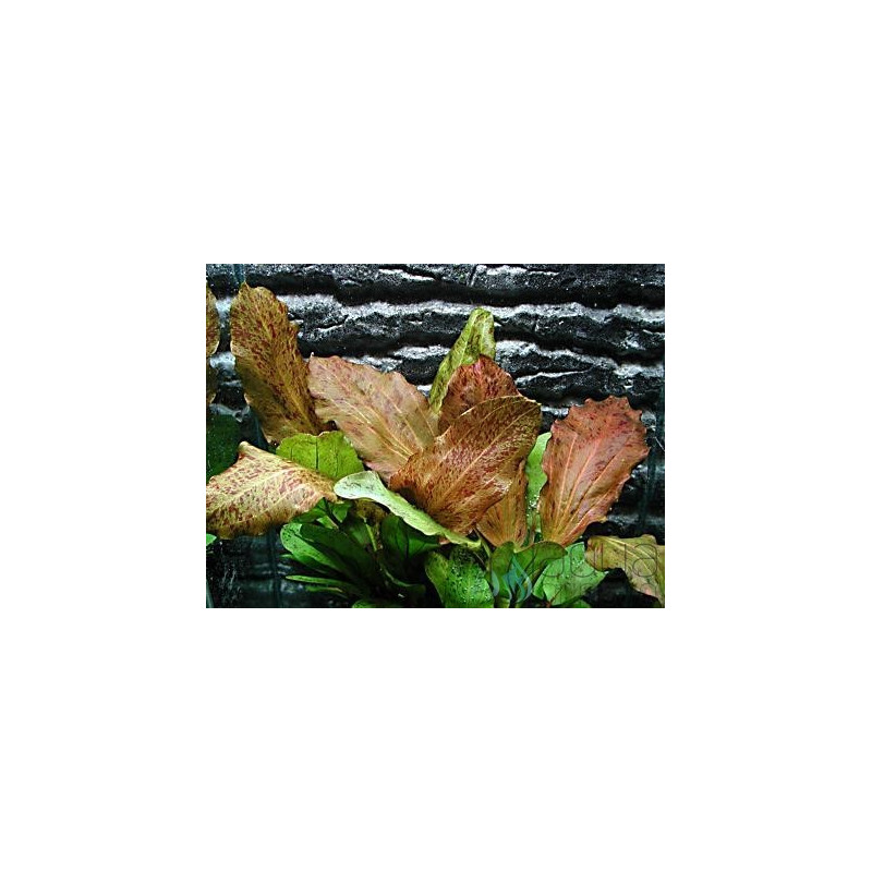 Echinodorus ozelot Red