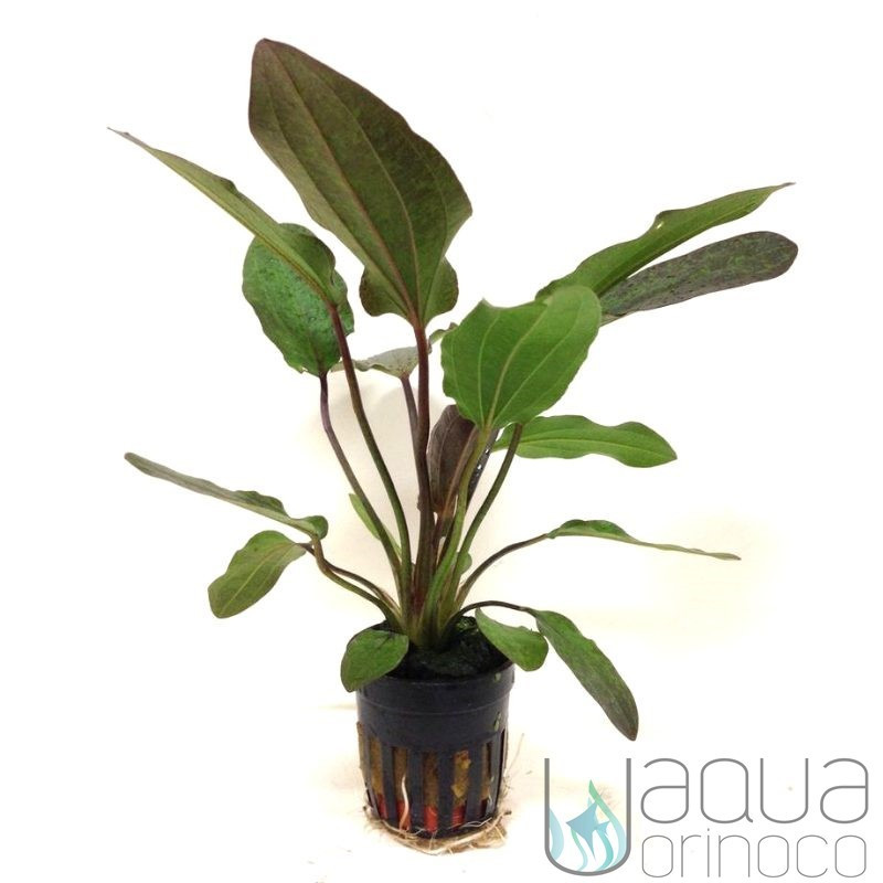 Echinodorus ozelot Red