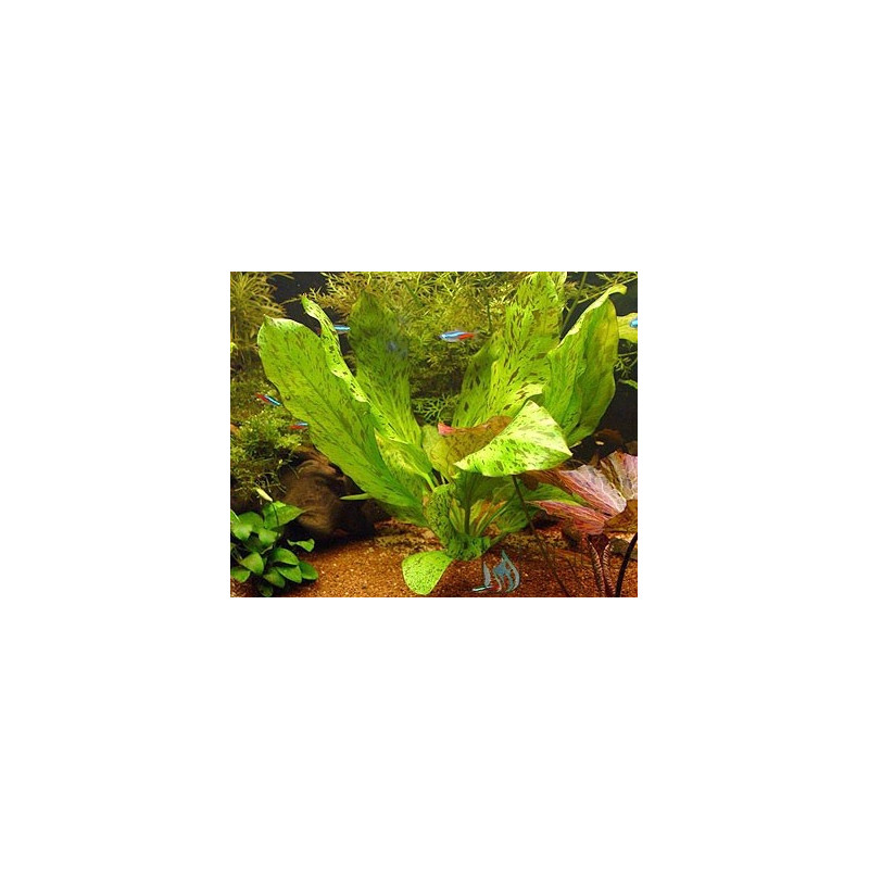 Echinodorus Ozelot Green