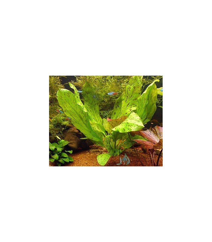 Echinodorus Ozelot Green