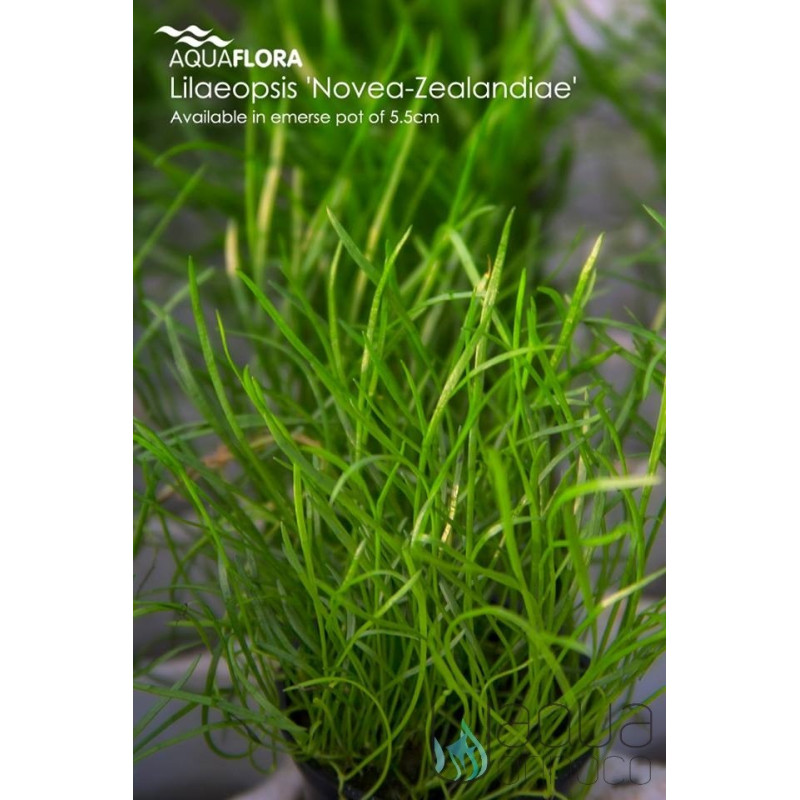 Lilaeopsis Novae-Zealandiae