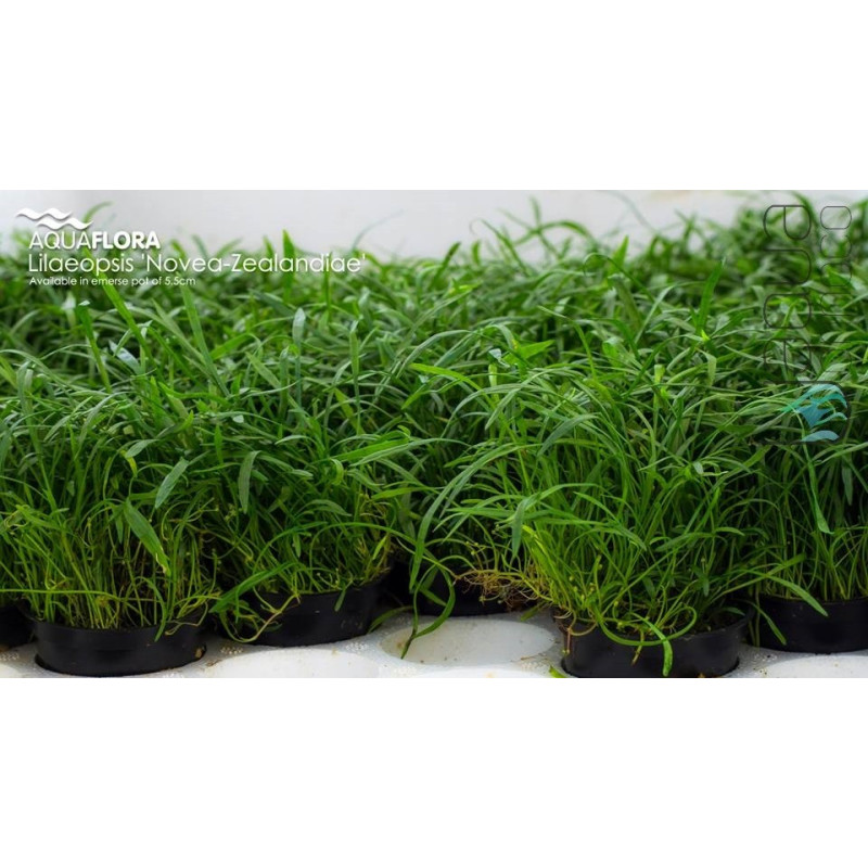 Lilaeopsis Novae-Zealandiae