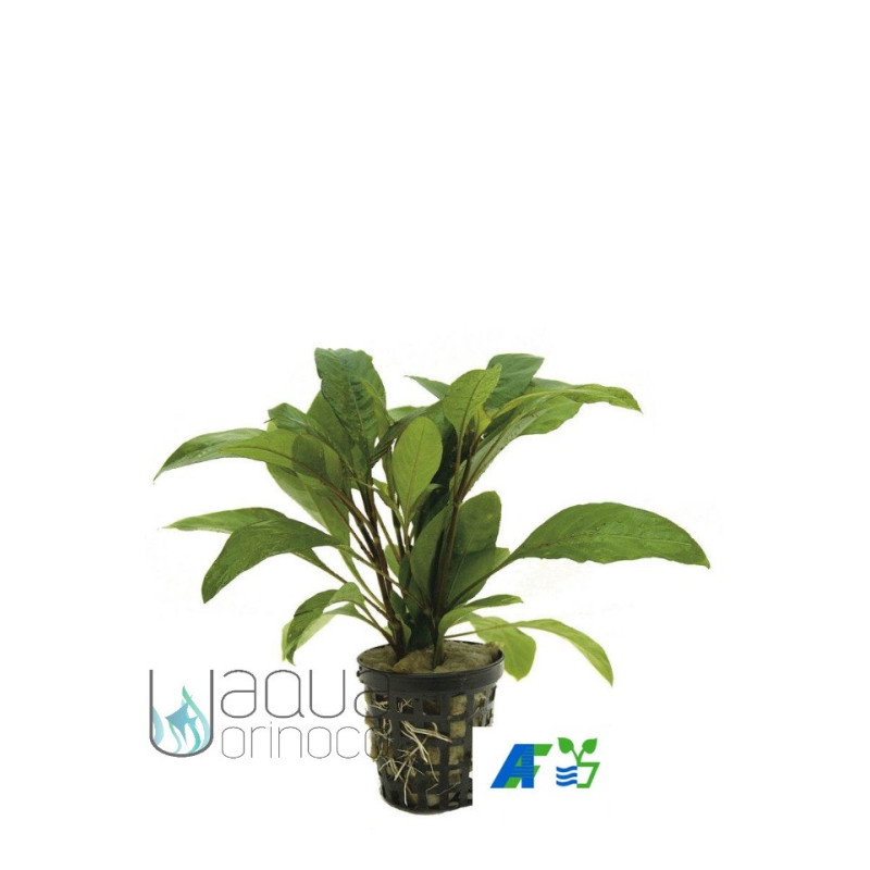 Hygrophila guianensis