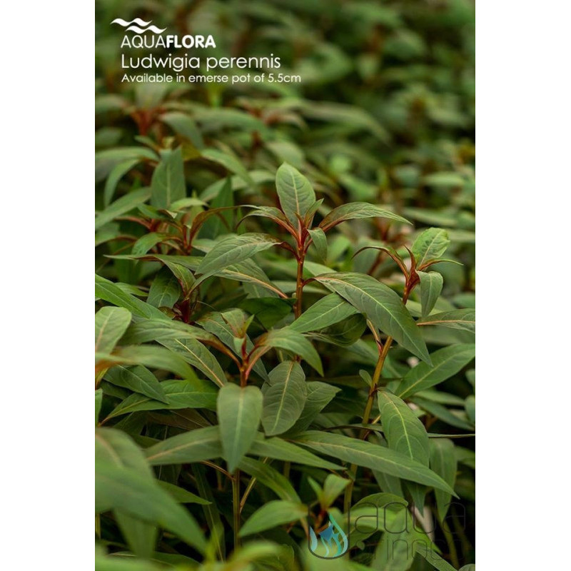 Ludwigia perennis