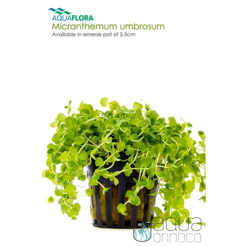 Micranthemum umbrosum