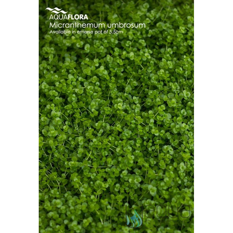 Micranthemum umbrosum