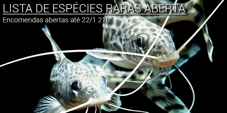 (FECHADA) Lista de espécies JANEIRO 2026 