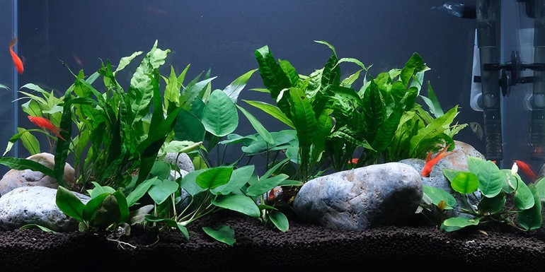 fish tank vs planted tank? 7 differences