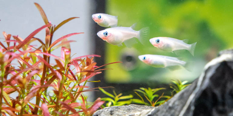 Best schooling fish for the planted tank