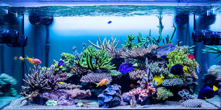 The Importance of ICP Testing for Coral Health in a Reef Aquarium