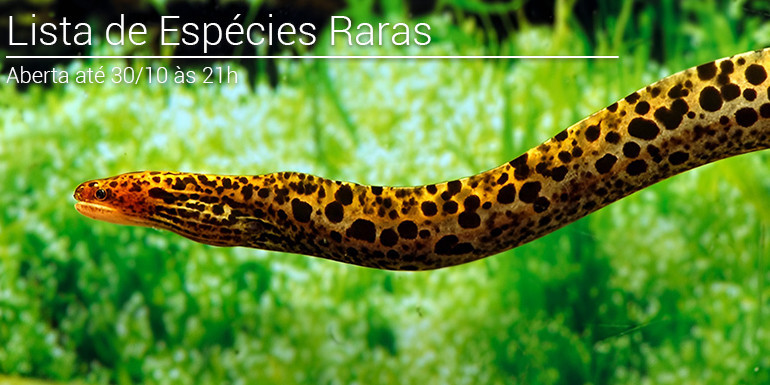 Lista de espécies OUTUBRO 2025