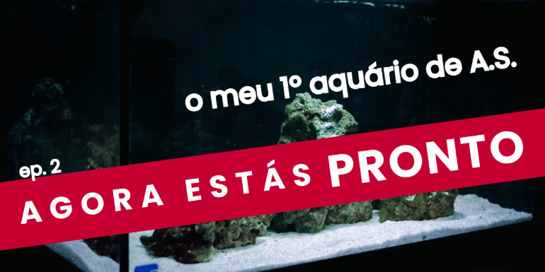 5 DICAS INDISPENSÁVEIS antes de montares o teu PRIMEIRO REEF