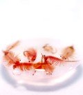 Artemia