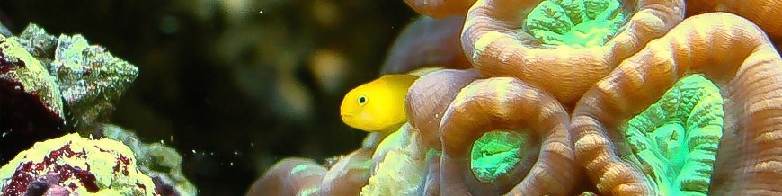 Alimento para Corales