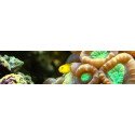 Alimento p/ Corais