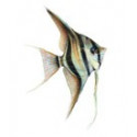 Peixes