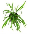 Plantas Aquáticas (Água Doce)