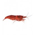 Invertebrados