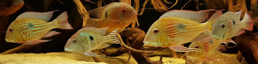 Cíclidos americanos
