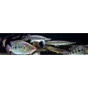 Monster Fish