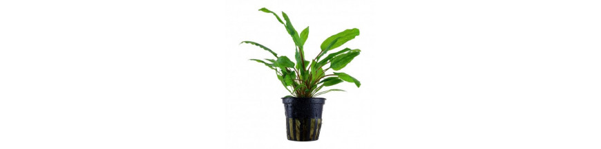 Plantas Vaso