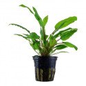Plantas Vaso