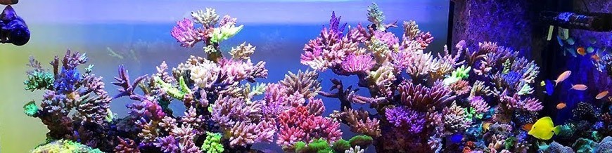 REEF