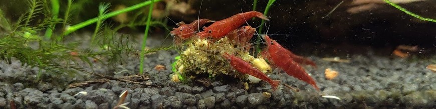 Alimentos para Gambas