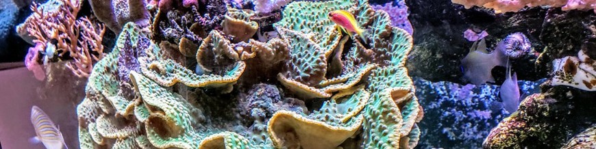 Aditivos y reguladores