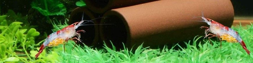 Cuevas y Decoración