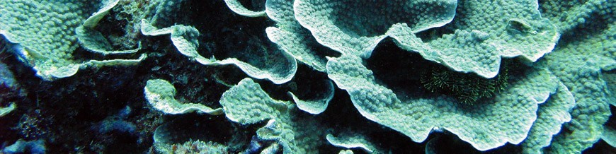 Turbinaria