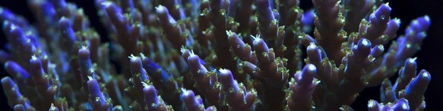 Acropora