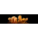 Alcyonium