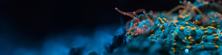 Echinophyllia