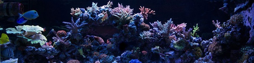 Hardscape - Rocha para Reefs