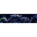 Hardscape - Rocha para Reefs