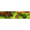 Fertilizantes Plantados