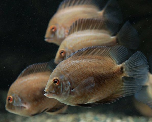 Uaru amphiacanthoides