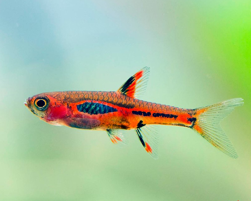 Boraras brigittae - Rasbora urophthalma brigittae 