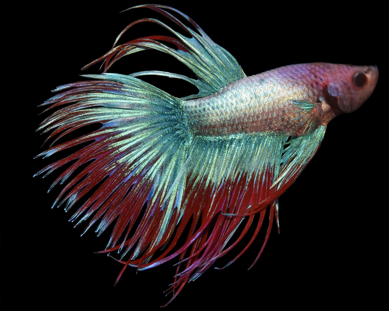 Betta splendens Crowntail