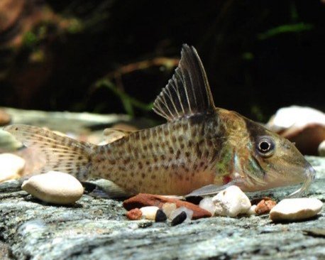 Cory. brevirostris