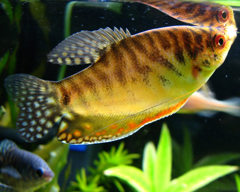 Gourami Dourado - Trichopodus trichopterus
