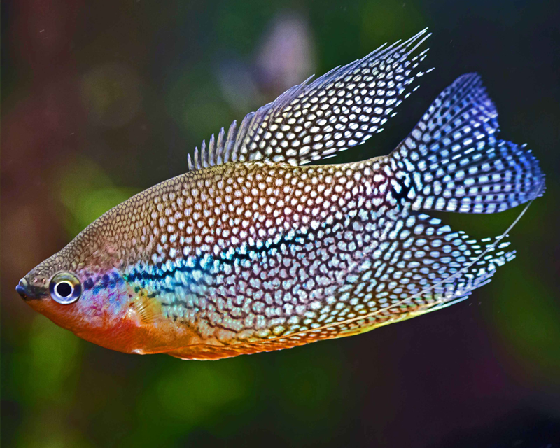 Trichopodus leerii - Gourami Pérola