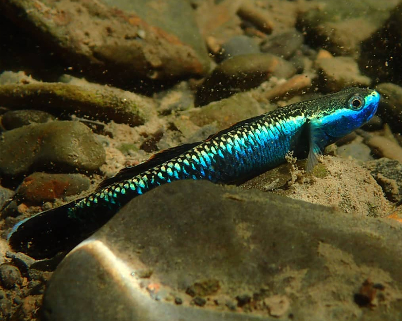 Stiphodon sp. Undio Blue - Góbio Comedor de Algas Azul