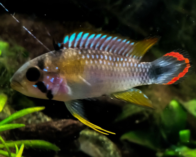 Apistogramma Panduro