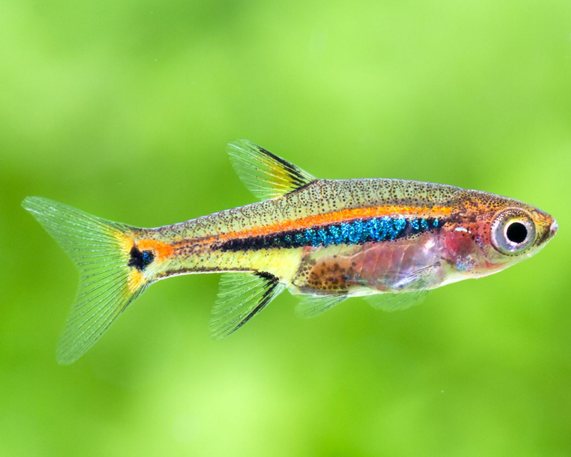 Boraras urophthalmoides